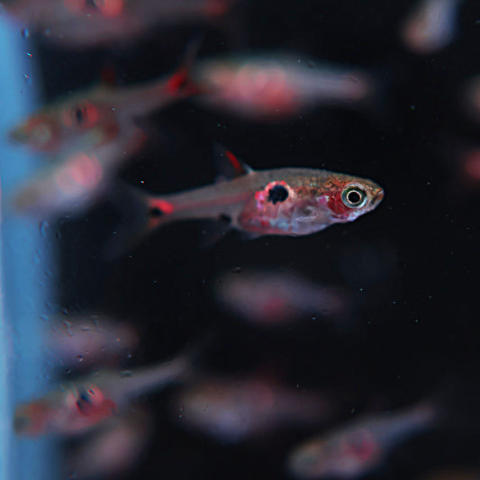 Rasbora Boraras .sp