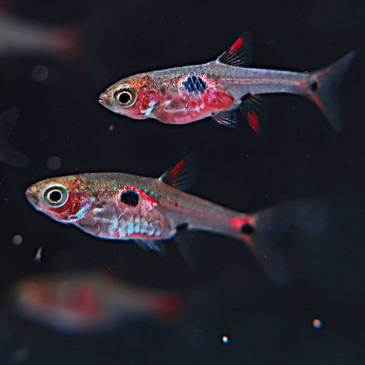 Rasbora Boraras .sp
