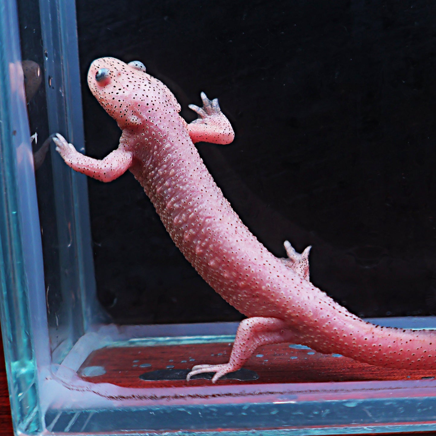 Pleurodèle de Waltl (Pleurodeles waltl)