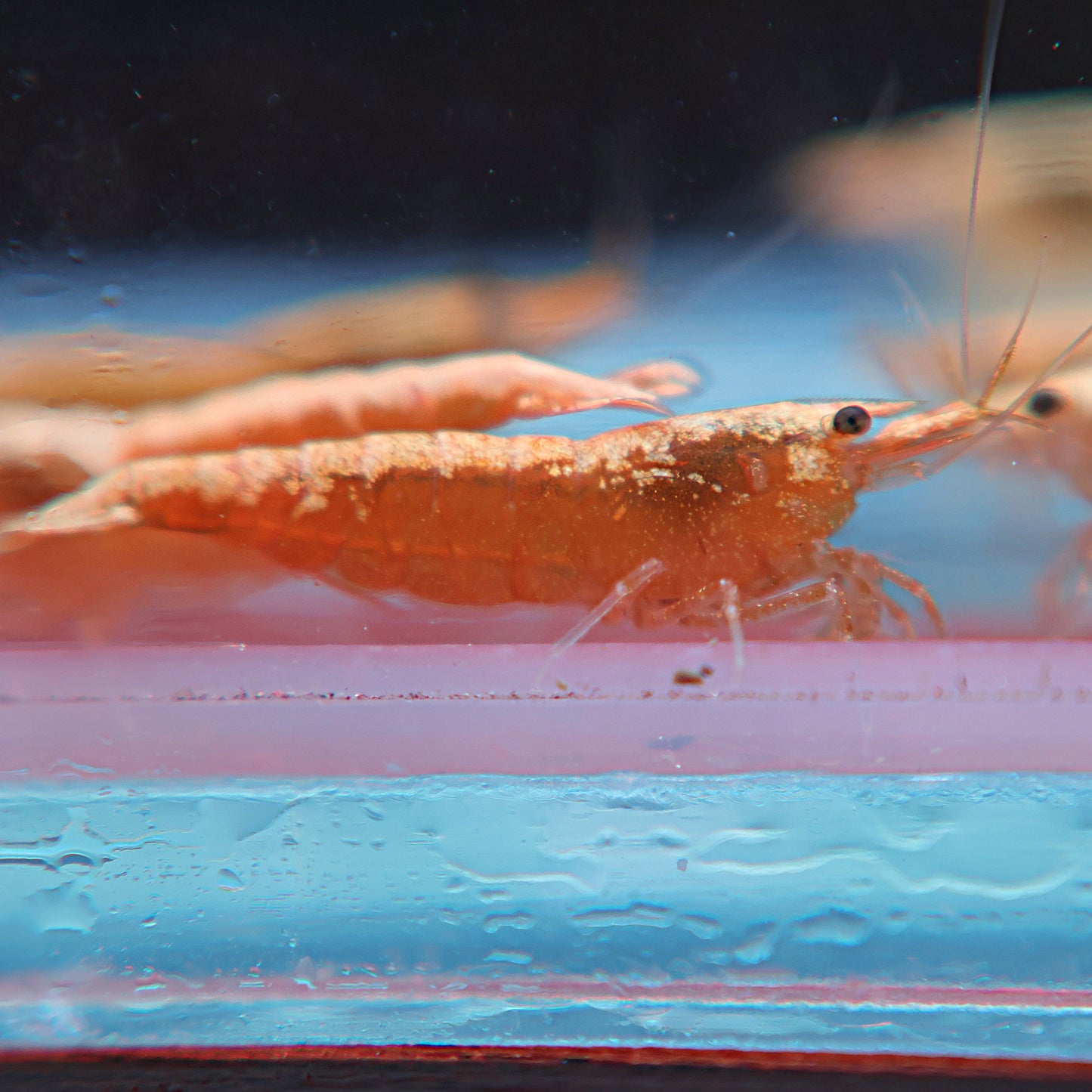 Neocaridina - Yellow Néon