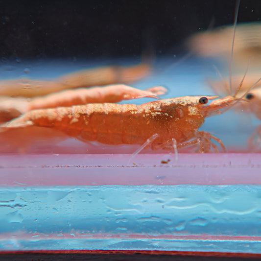 Neocaridina - Yellow Néon