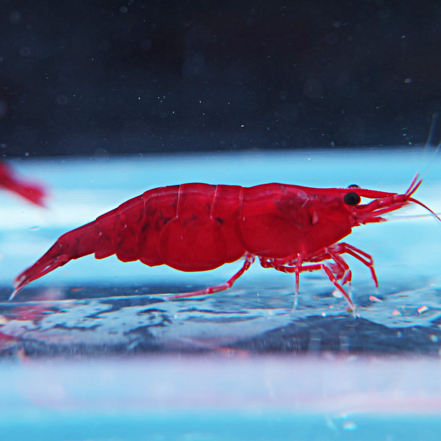 Neocaridina - Red Fire