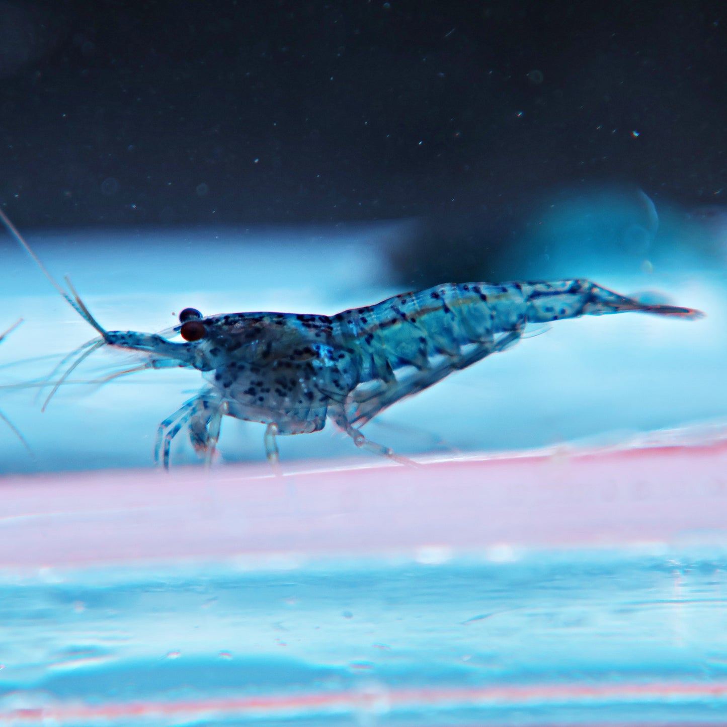 Neocaridina - Blue velvet