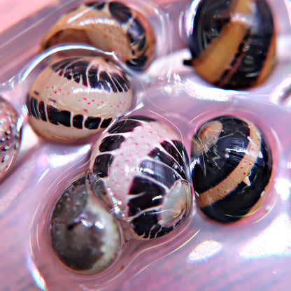 Escargot Clithon Mix color