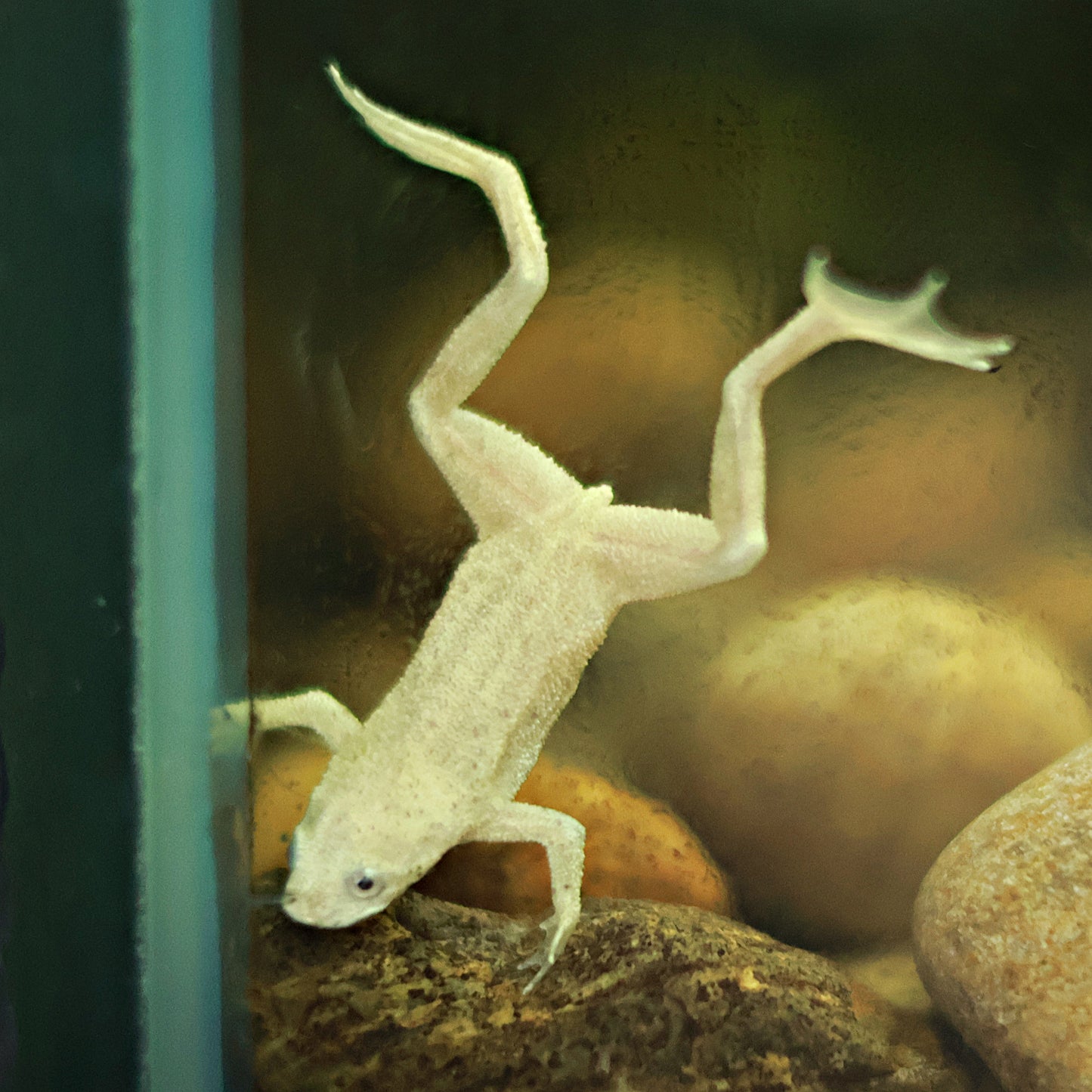 Grenouille Naine Africaine