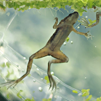 Grenouille Naine Africaine