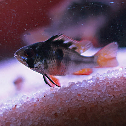 Ramirezi Black (Couple)