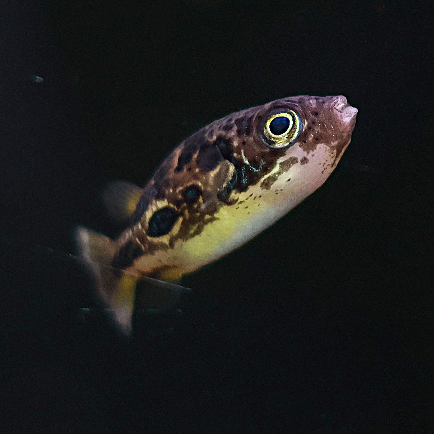 Tetraodon malabar nain (Carinotetraodon travancoricus)