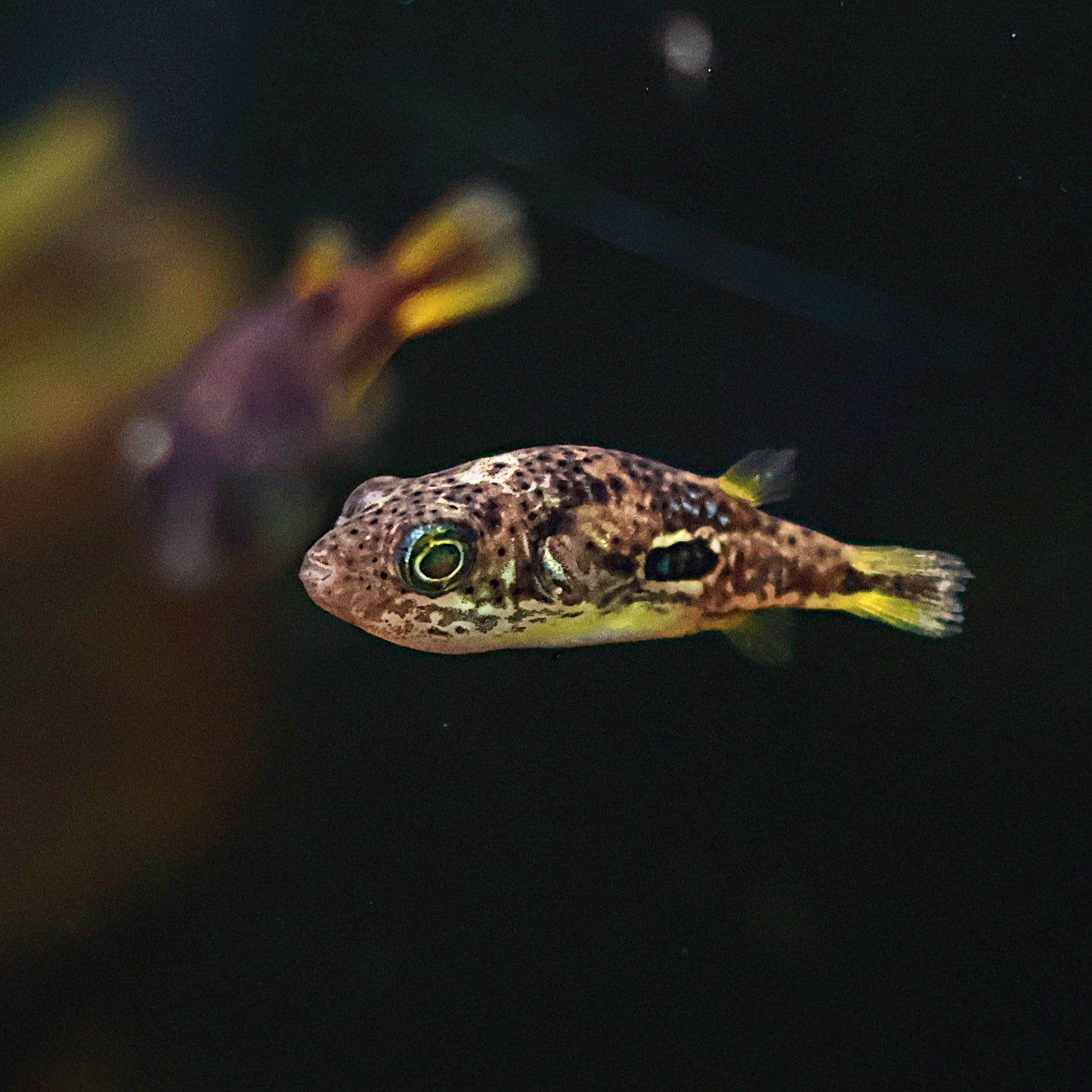 Tetraodon malabar nain (Carinotetraodon travancoricus)