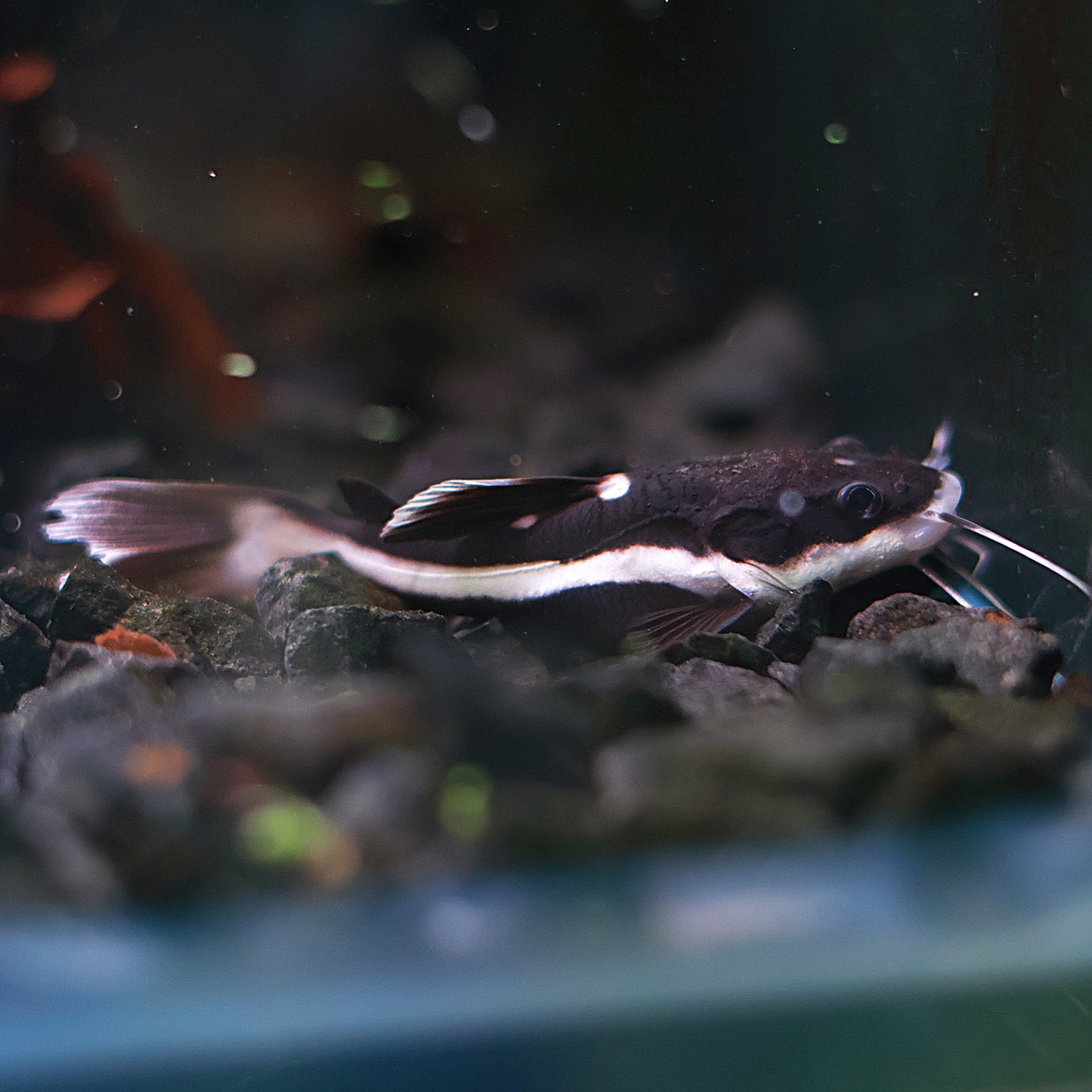 Phractocephalus