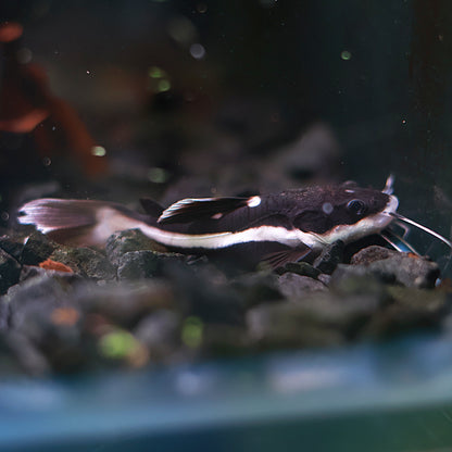 Phractocephalus