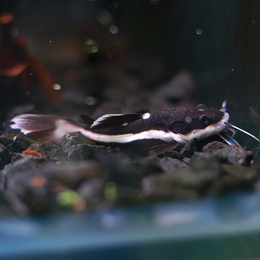 Phractocephalus