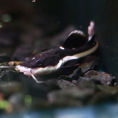 Phractocephalus