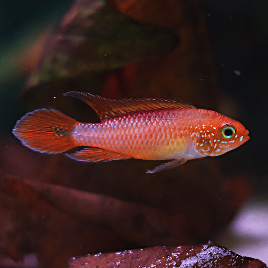 Apistogramma Agassizii Red Fire (Couple)