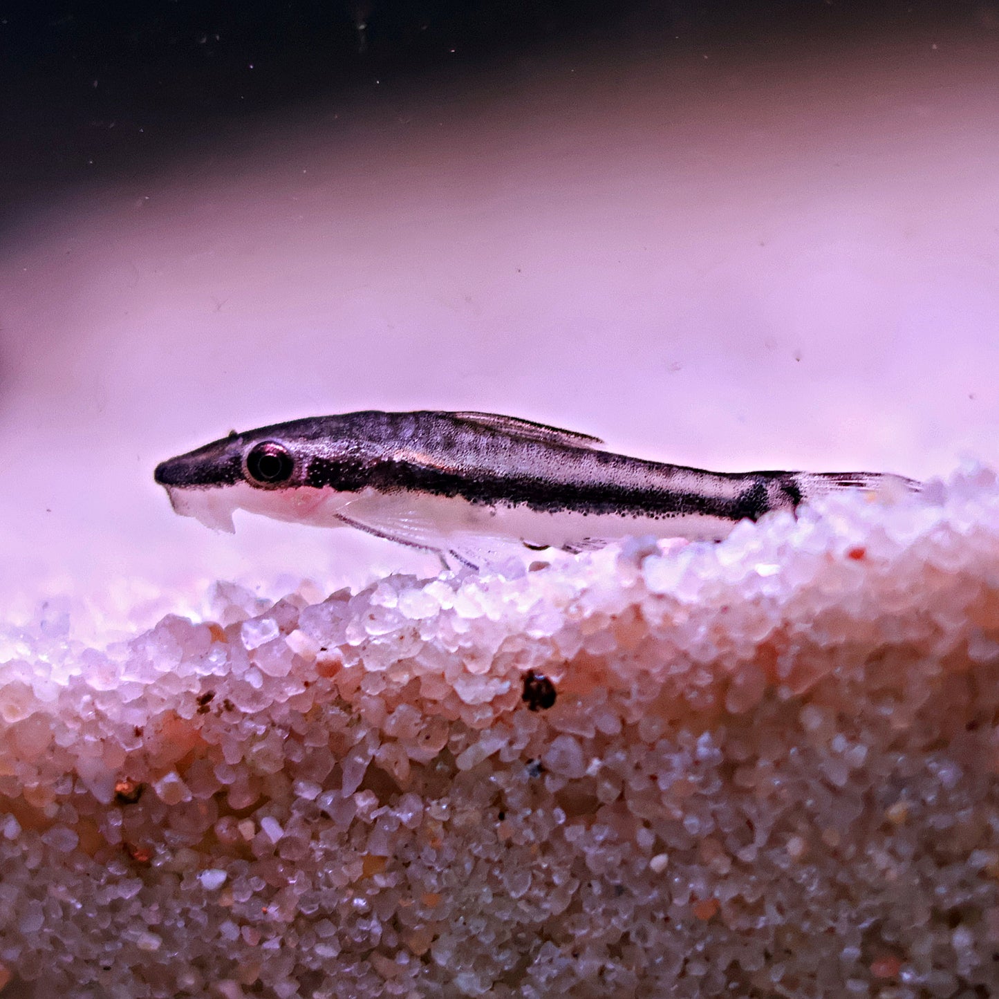 Otocinclus