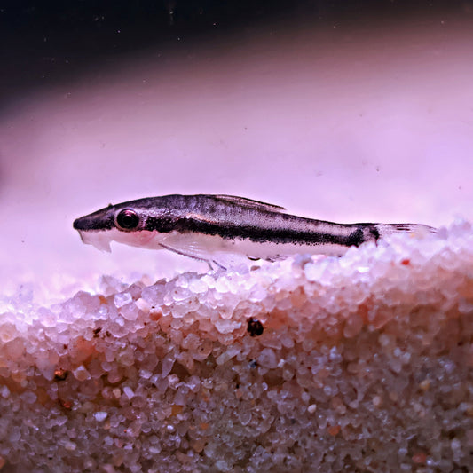 Otocinclus