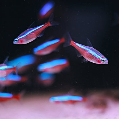 Néon Cardinalis - Paracheirodon axelrodi