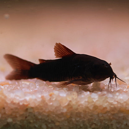Corydoras black venezuela