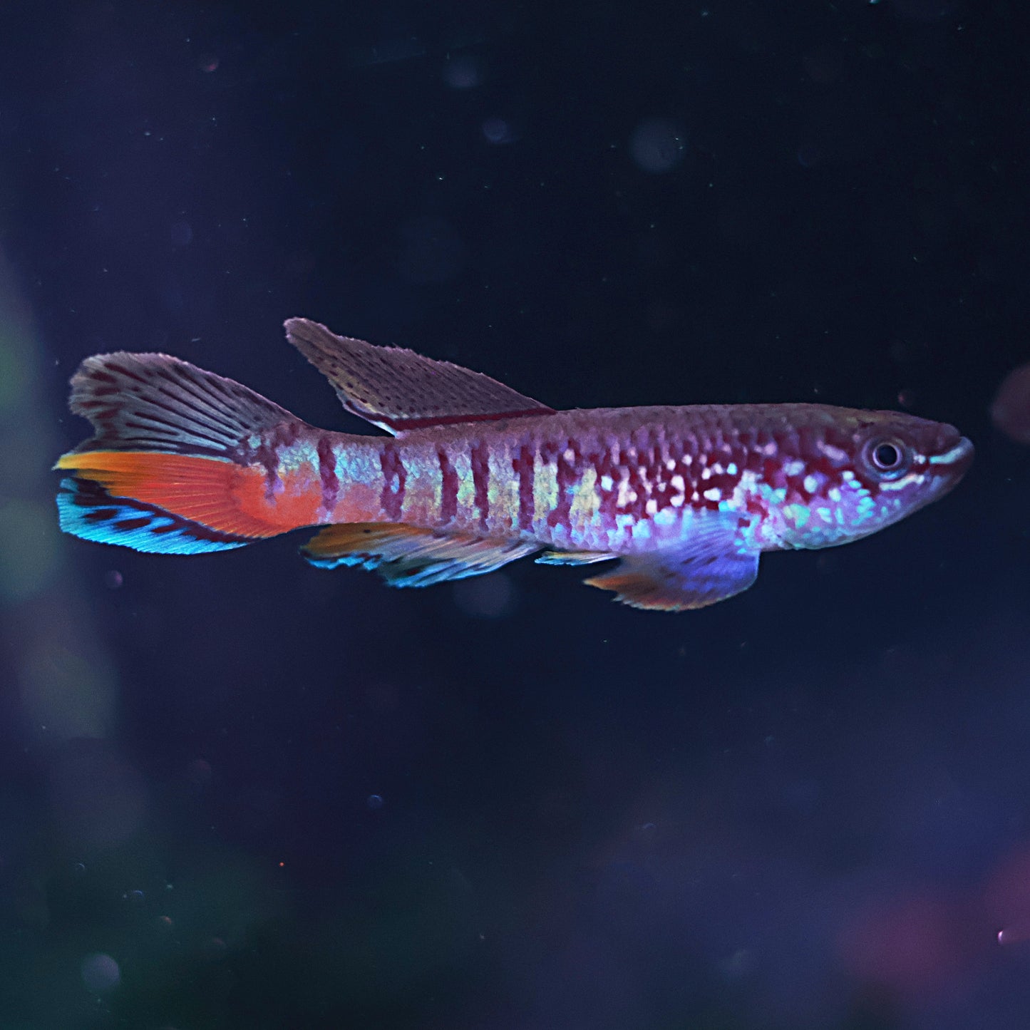 Fundulopanchax sjoestedti (couple)