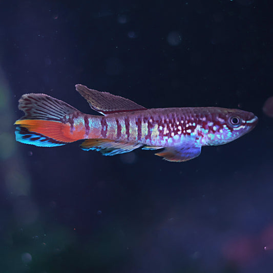 Fundulopanchax sjoestedti (couple)