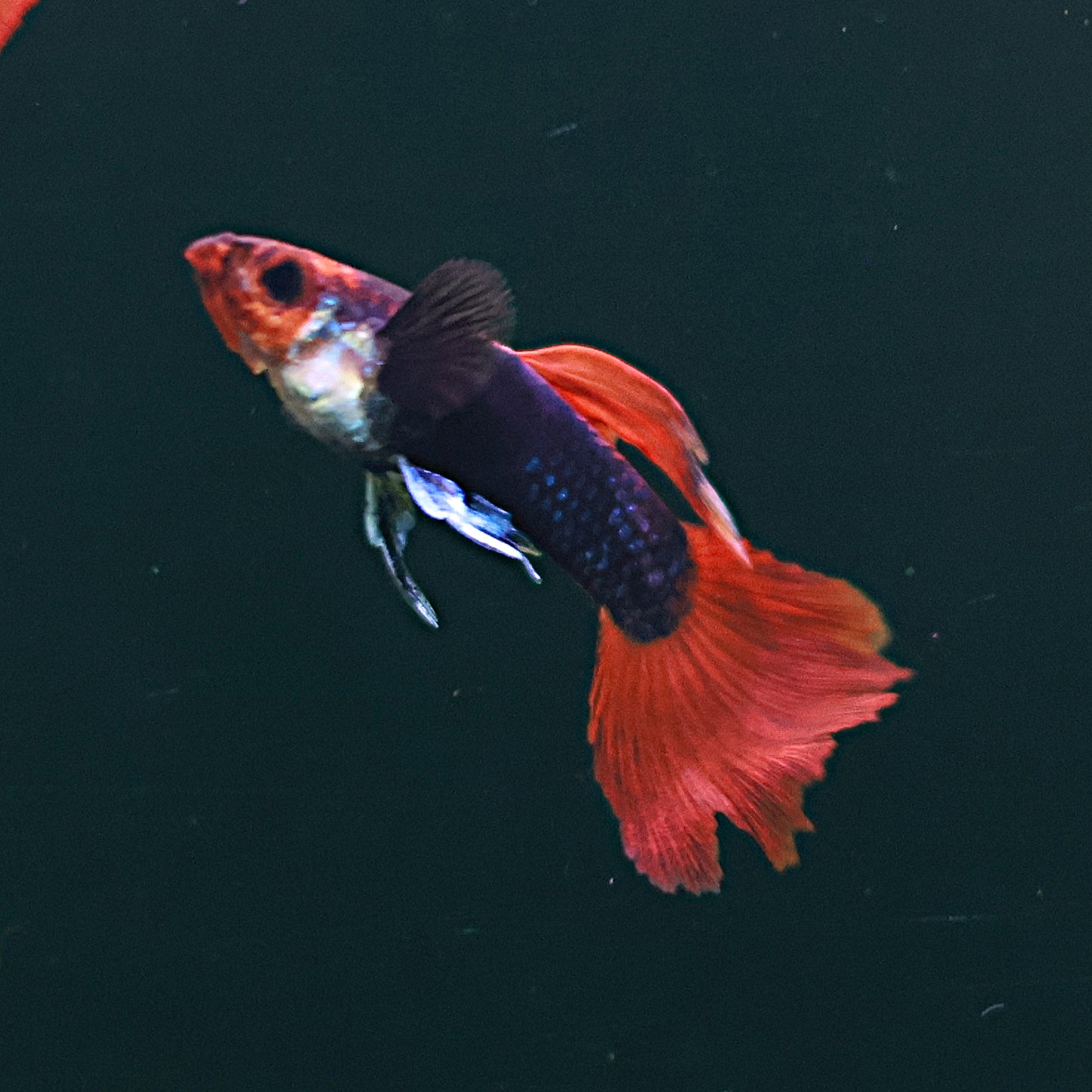 Guppy Tuxedo kohaku