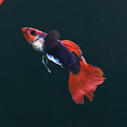 Guppy Tuxedo kohaku