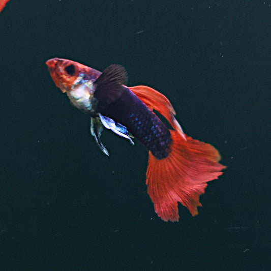 Guppy Tuxedo kohaku
