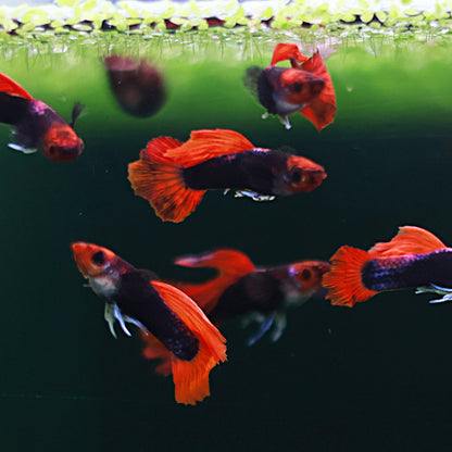 Guppy Tuxedo kohaku