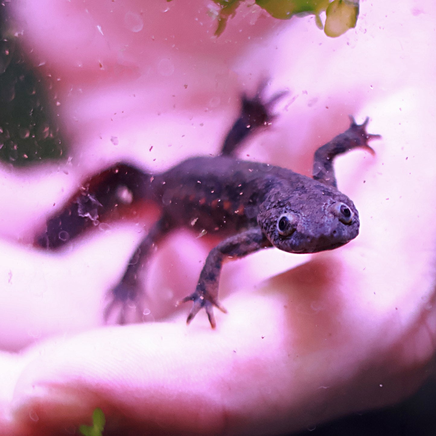 Pleurodèle de Waltl (Pleurodeles waltl)