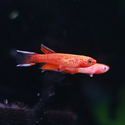 Aphyosemion Australe Hjersseni (Couple)