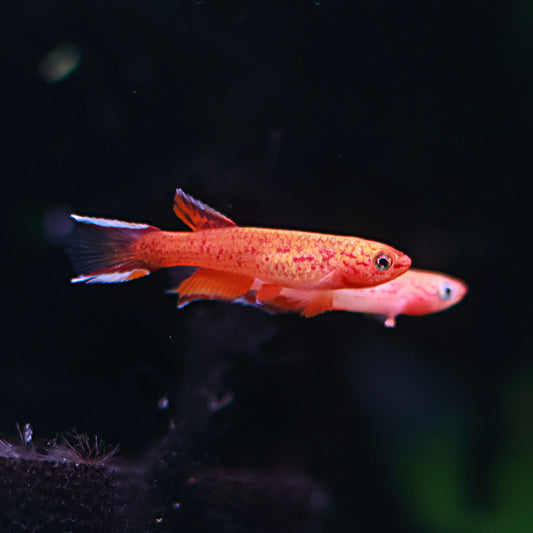 Aphyosemion Australe Hjersseni (Couple)