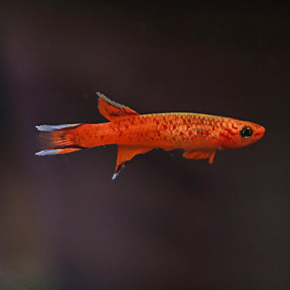 Aphyosemion Australe Hjersseni (Couple)