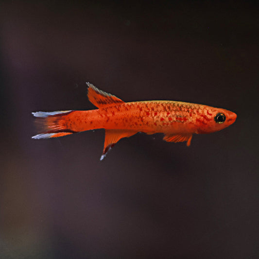 Aphyosemion Australe Hjersseni (Couple)