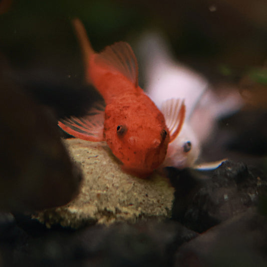 Ancistrus Super Red
