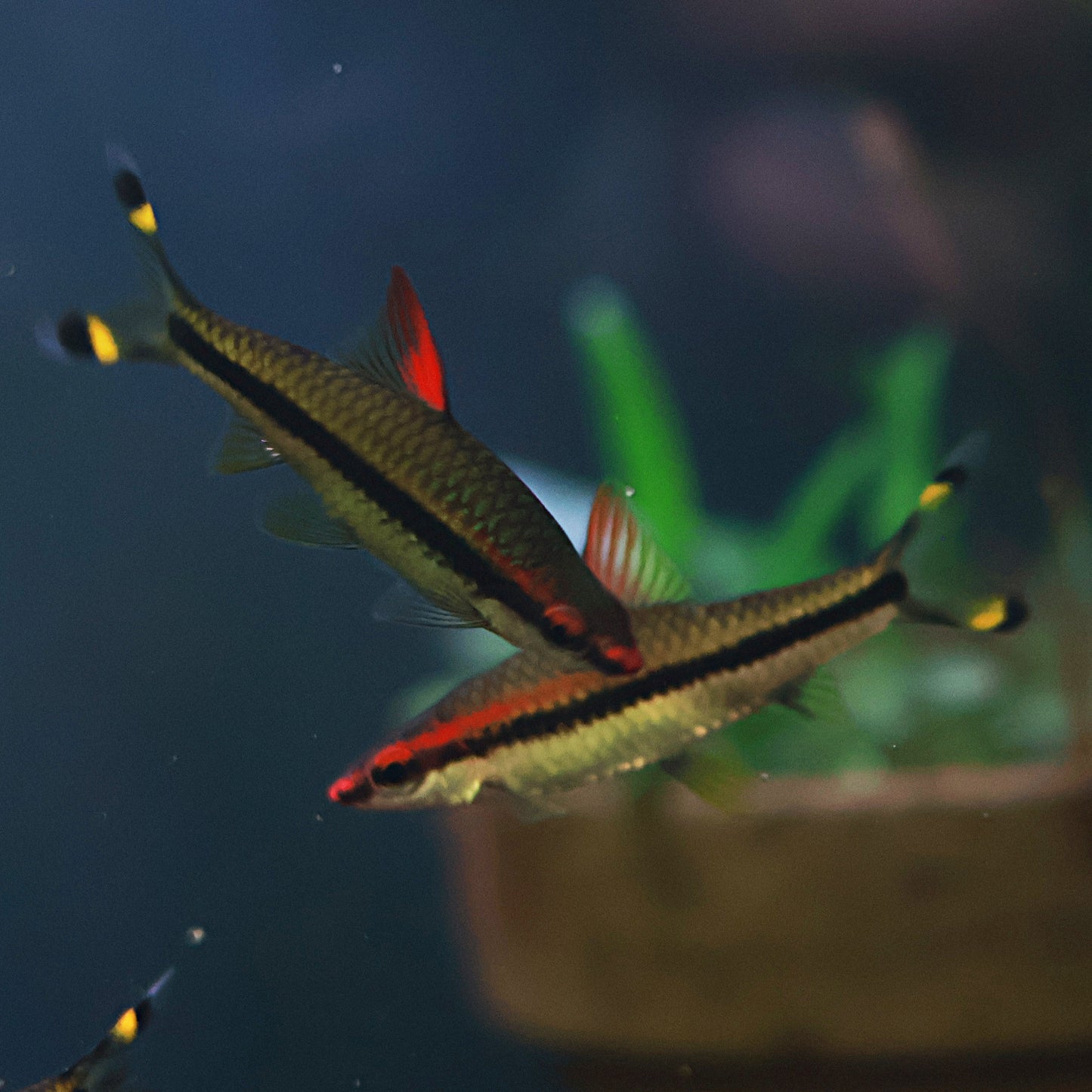Puntius Denisonii