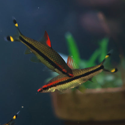 Puntius Denisonii