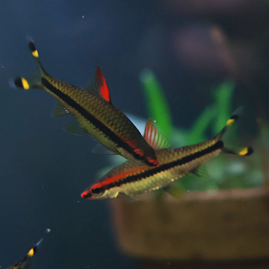 Puntius Denisonii