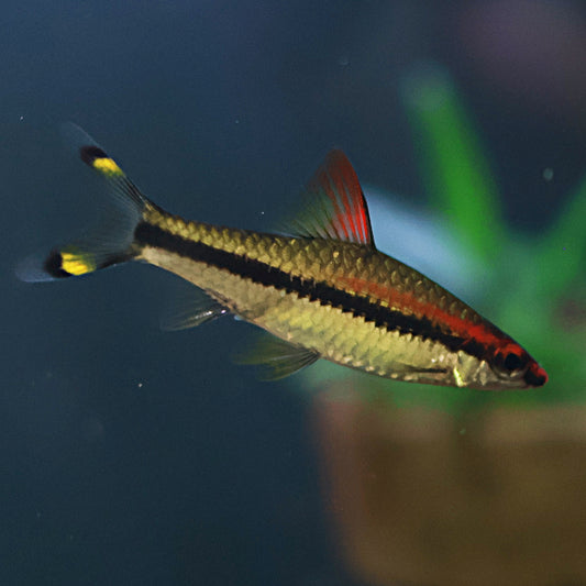 Puntius Denisonii