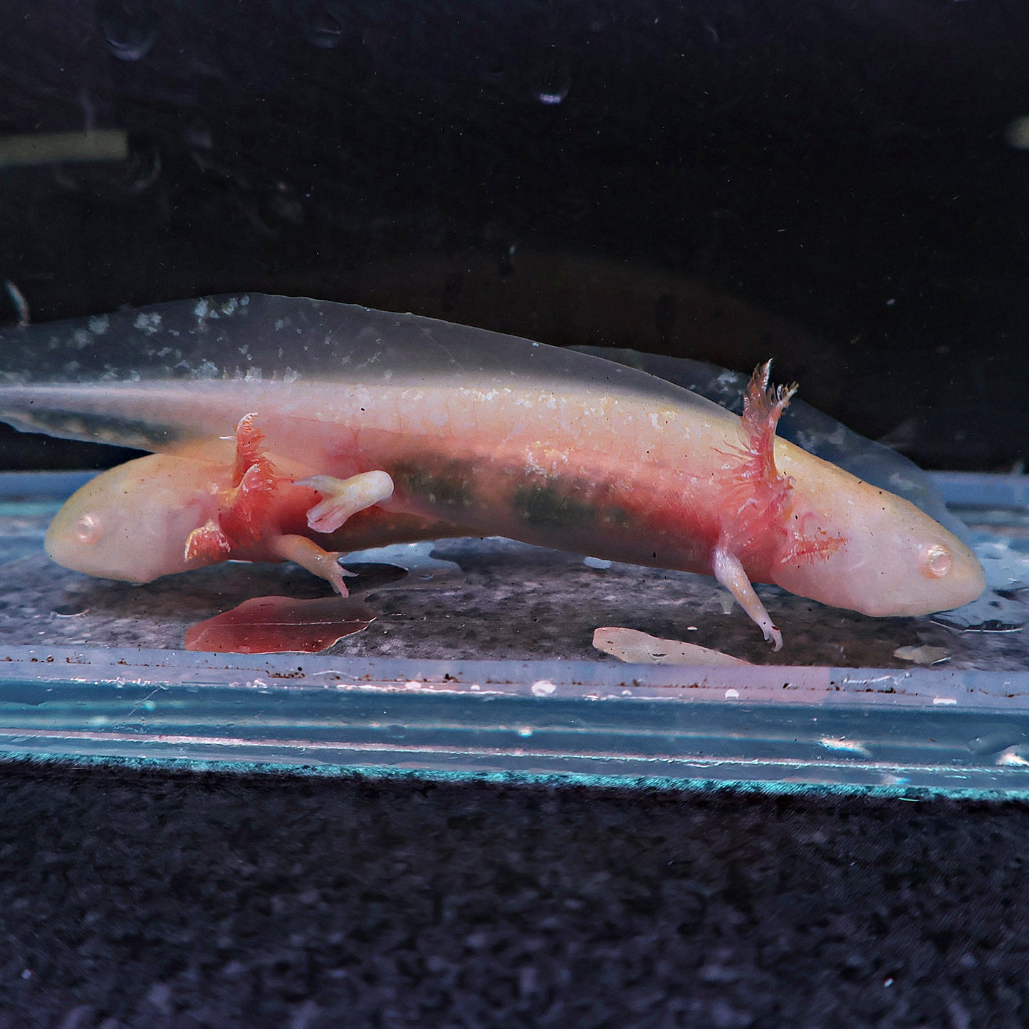 Axolotl 9-10cm
