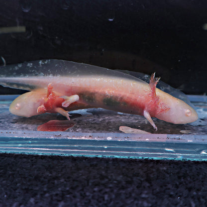 Axolotl 9-10cm