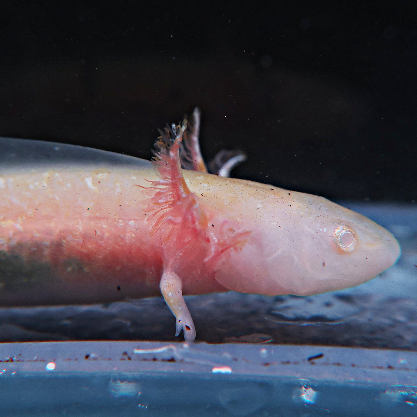 Axolotl 9-10cm