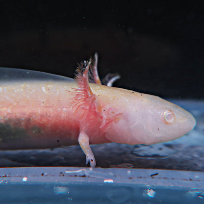 Axolotl 9-10cm
