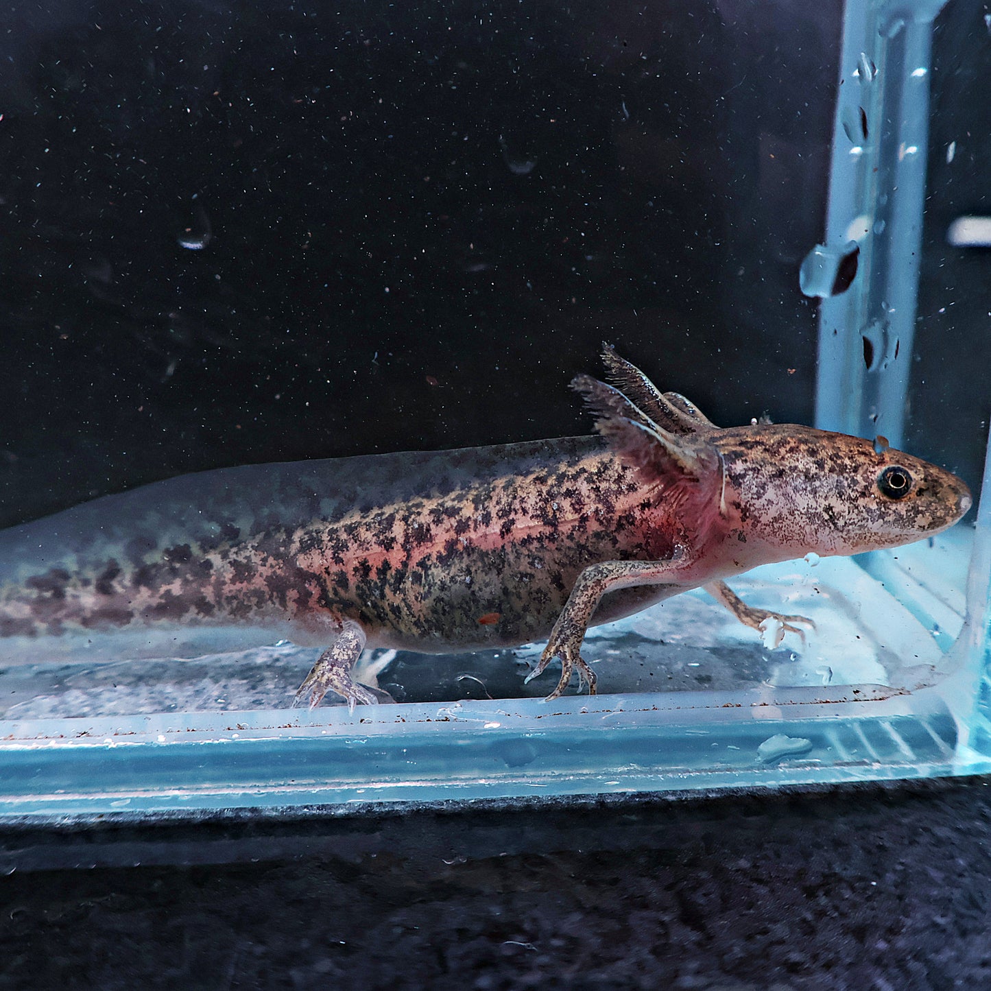 Axolotl 9-10cm