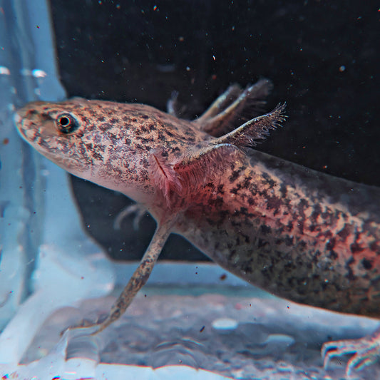 Axolotl 9-10cm