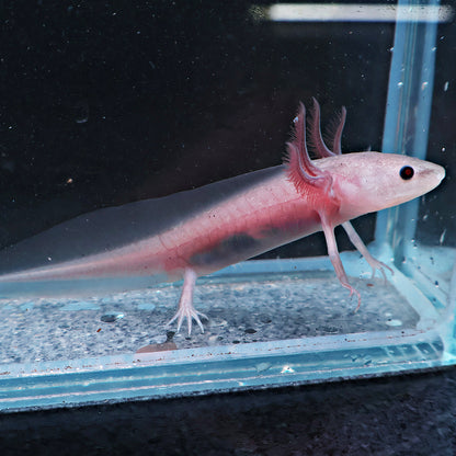 Axolotl 9-10cm