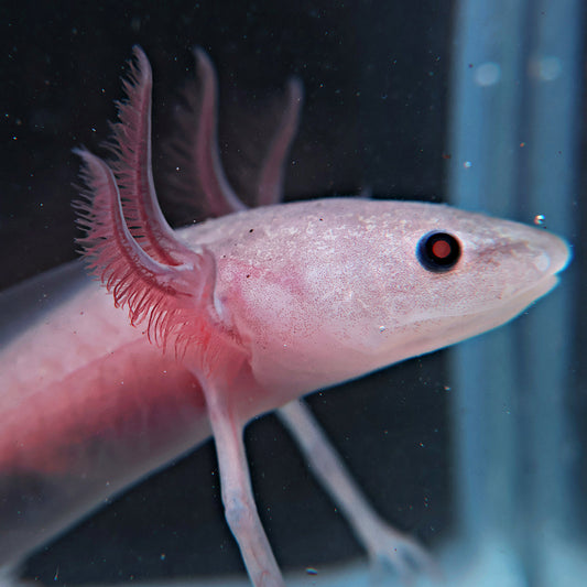 Axolotl 9-10cm