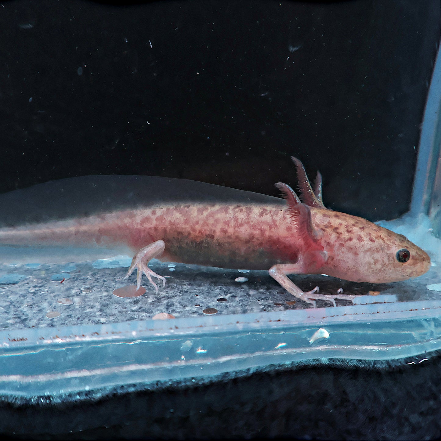 Axolotl 9-10cm