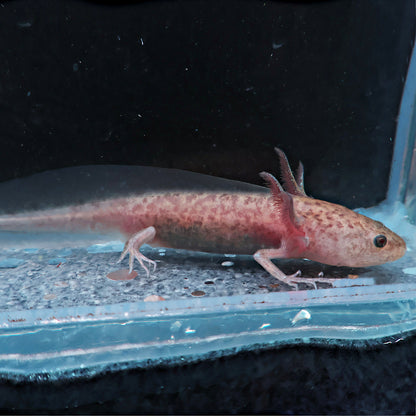 Axolotl 9-10cm