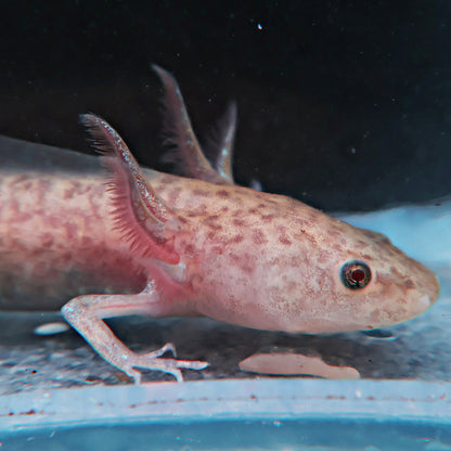 Axolotl 9-10cm