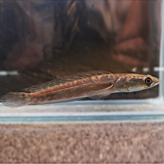 Channa Maruloides yellow Sentarum 9-10cm